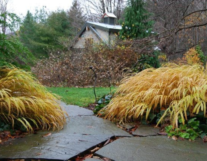 Rákosník japonský  ´Beni Kaze´