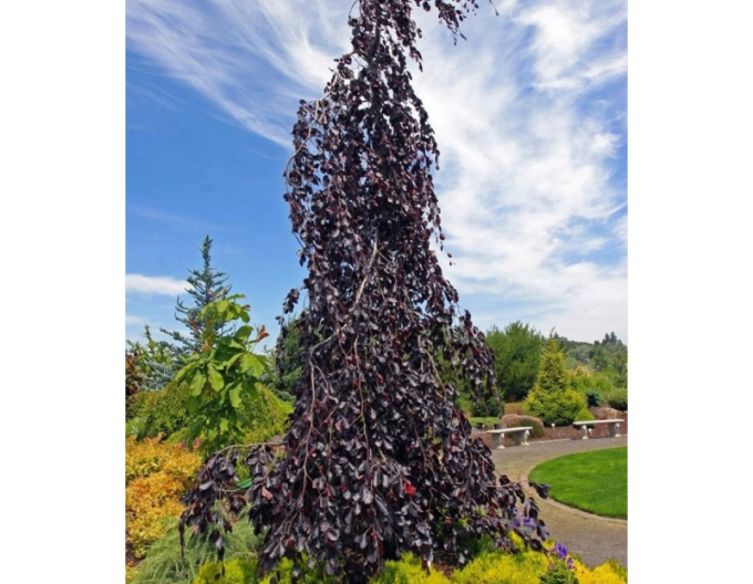 Buk lesní Purpurea Pendula