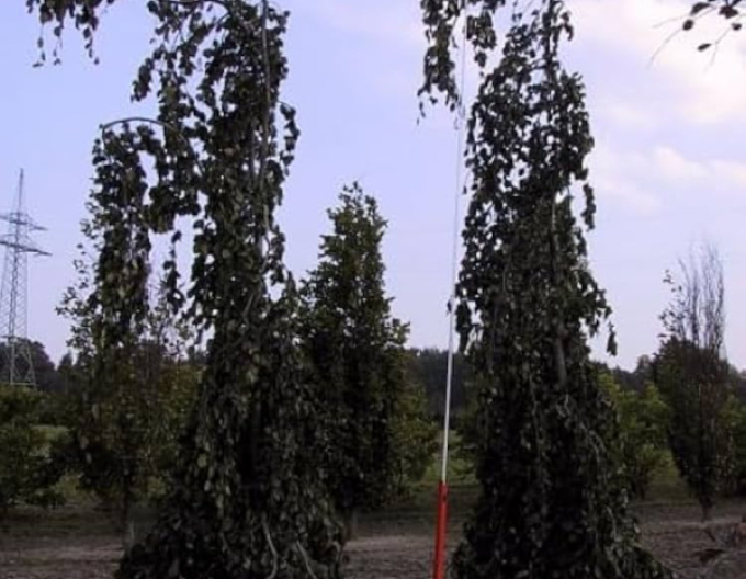 Buk lesní Purpurea Pendula