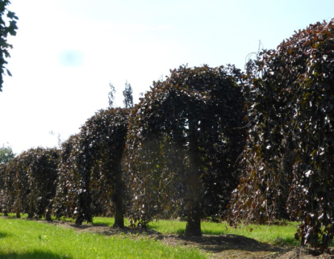 Buk lesní Purpurea Pendula