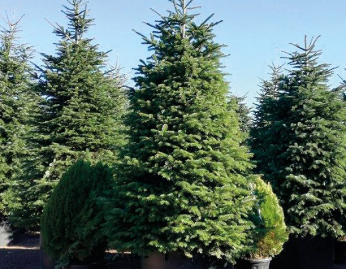 Jedle normandská (kavkazská) 300+