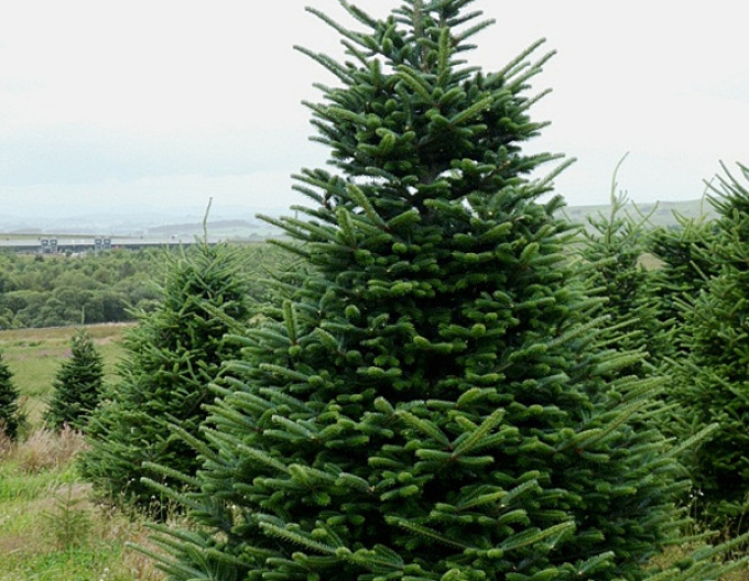 Jedle normandská (kavkazská) 300+