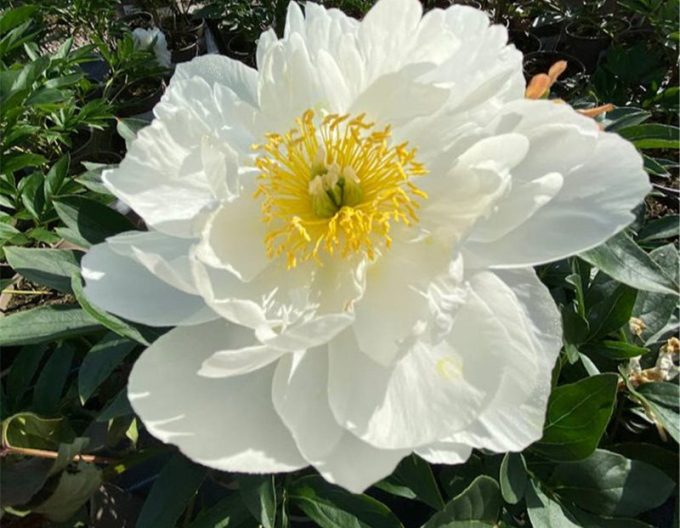 Pivoňka  ´Miss Amerika´