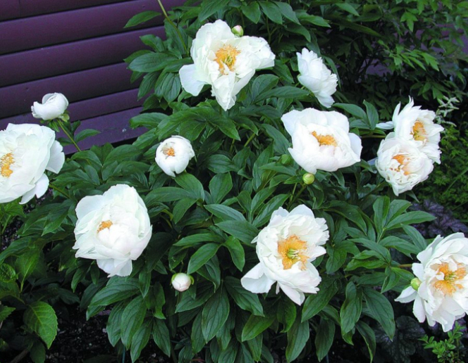 Pivoňka  ´Miss Amerika´