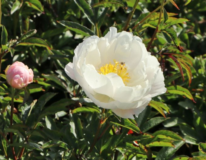 Pivoňka  ´Miss Amerika´