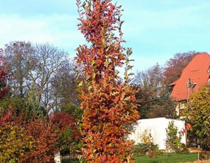 Sloupovitý dub ´Crimschmidt´