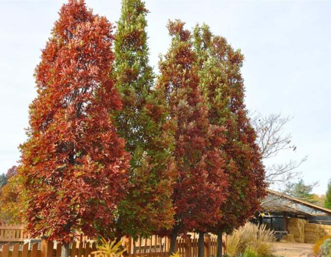 Sloupovitý dub ´Crimschmidt´