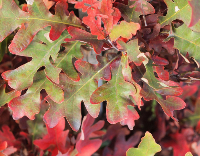 Sloupovitý dub ´Crimschmidt´