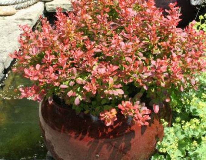 Dřišťál Thunbergův  ´Admiration´