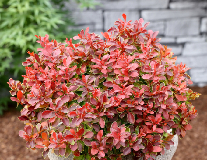 Dřišťál Thunbergův  ´Admiration´