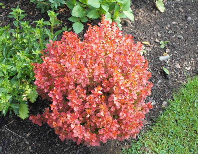 Dřišťál Thunbergův  ´Admiration´