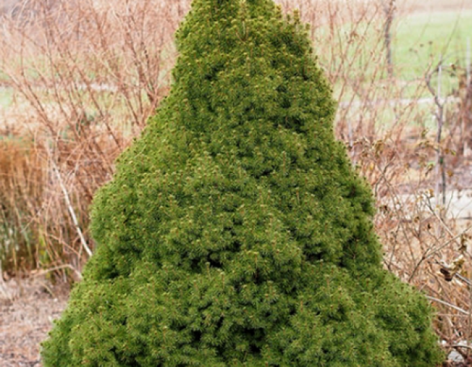 Smrk bílý ´Conica´ 100 - 110cm