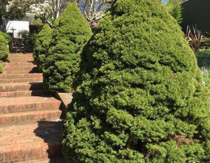 Smrk bílý ´Conica´ 100 - 110cm