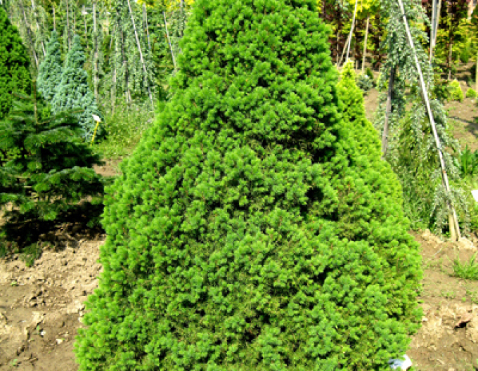 Smrk bílý ´Conica´ 100 - 110cm