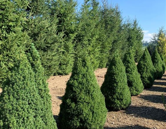 Smrk bílý ´Conica´ 100 - 110cm