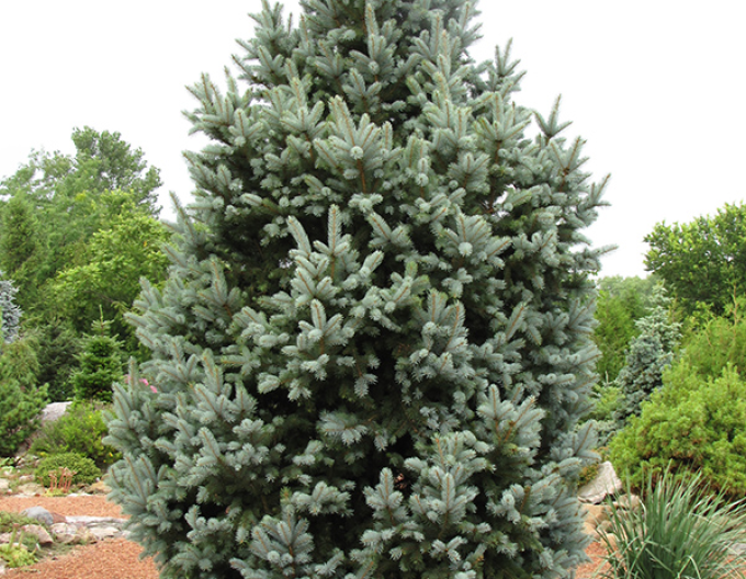 Smrk  pichlavý  ´Kosteriana Fastigiata Glauca´