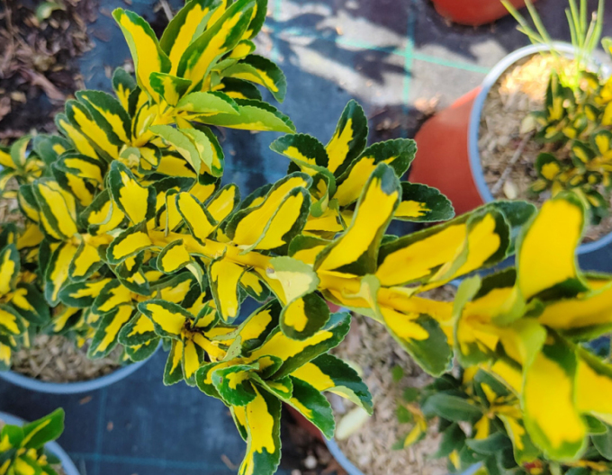 Japonský bršlen Livornese