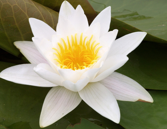 Lekno ´Alba Plenissima´