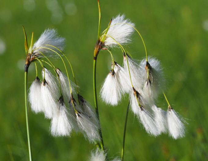 Suchopýr úzkolistý