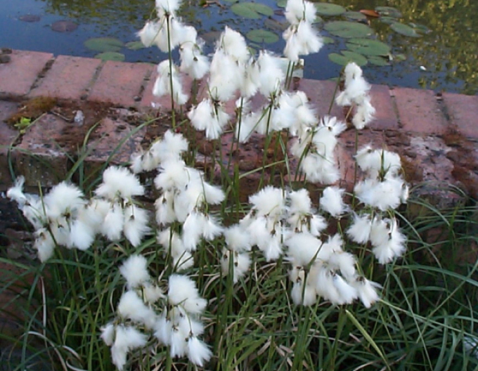 Suchopýr úzkolistý