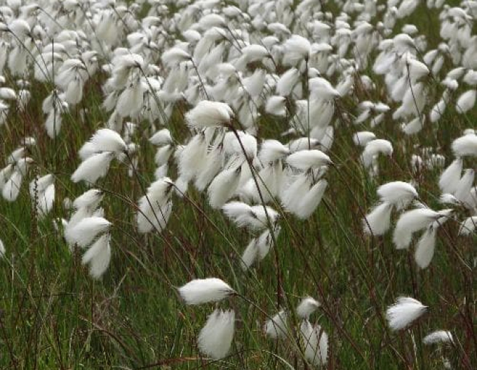 Suchopýr úzkolistý