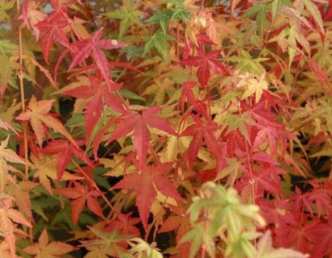 Javor dlanitolistý ´BI-HOO´