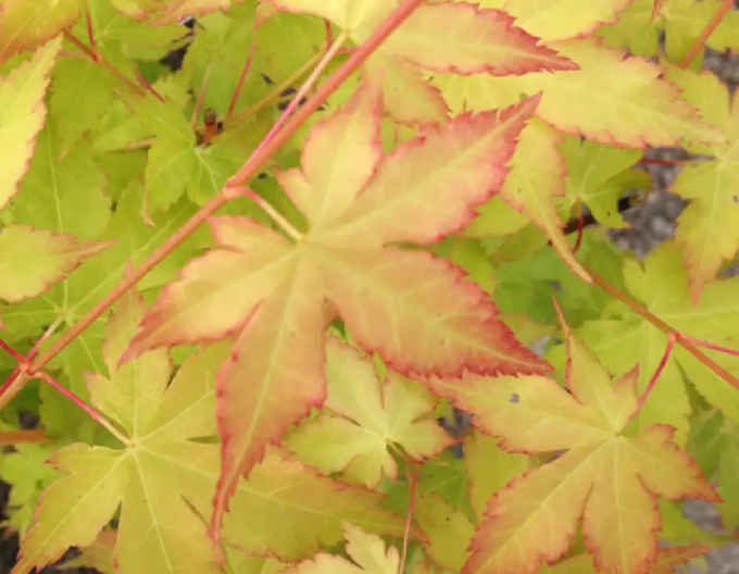 Javor dlanitolistý ´BI-HOO´