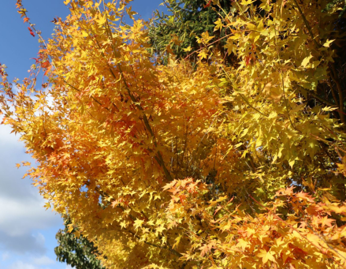 Javor dlanitolistý ´BI-HOO´