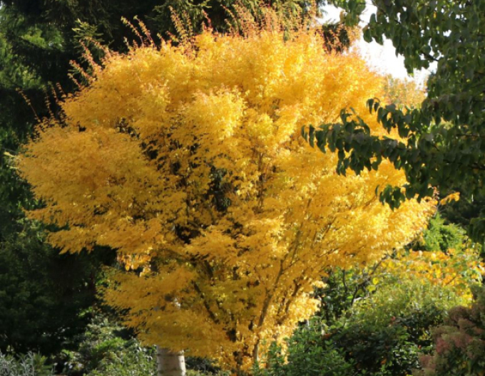 Javor dlanitolistý ´BI-HOO´