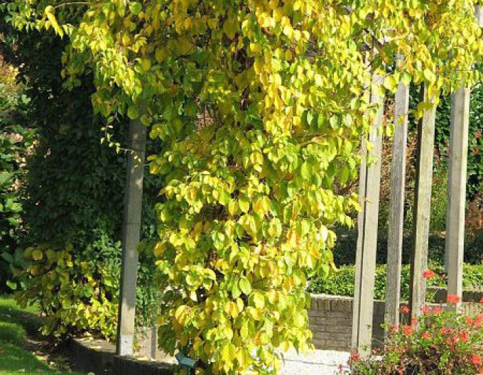 Jesenec okrouhlolistý ’Hermaphroditus’