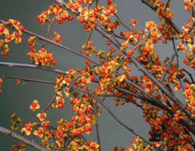 Jesenec okrouhlolistý ’Hermaphroditus’