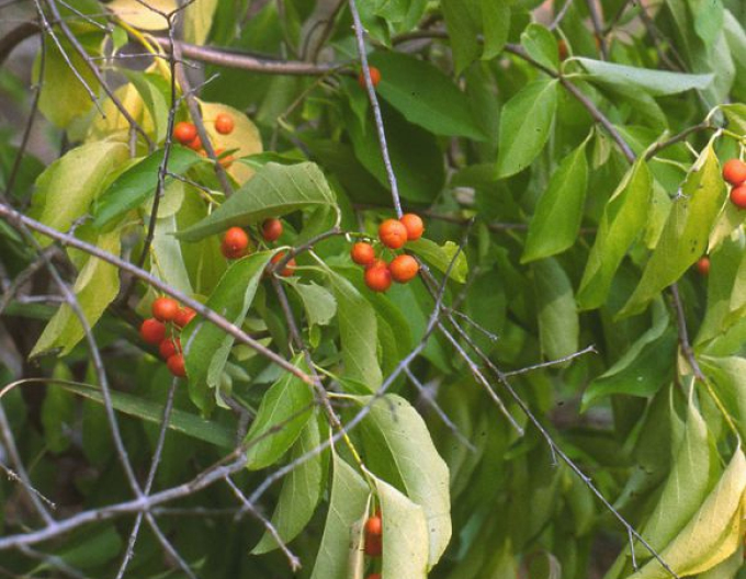 Jesenec okrouhlolistý ’Hermaphroditus’