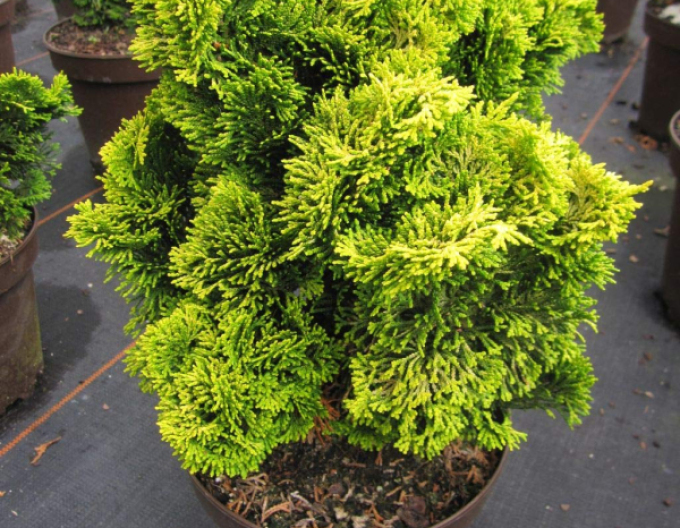 Cypřišek tupolistý Aurea Nana na kmínku