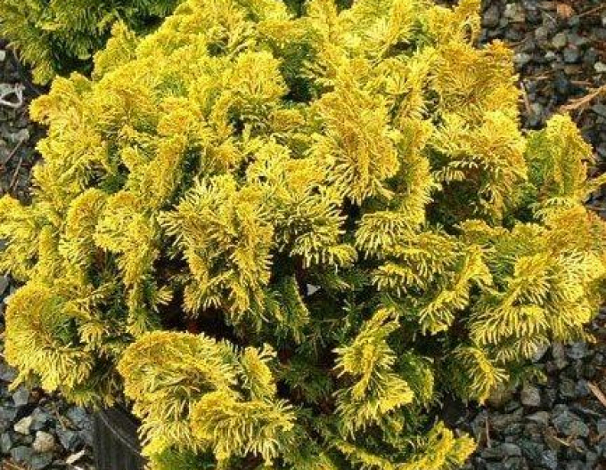 Cypřišek tupolistý Aurea Nana na kmínku