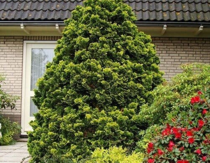 Cypřišek tupolistý Aurea Nana na kmínku