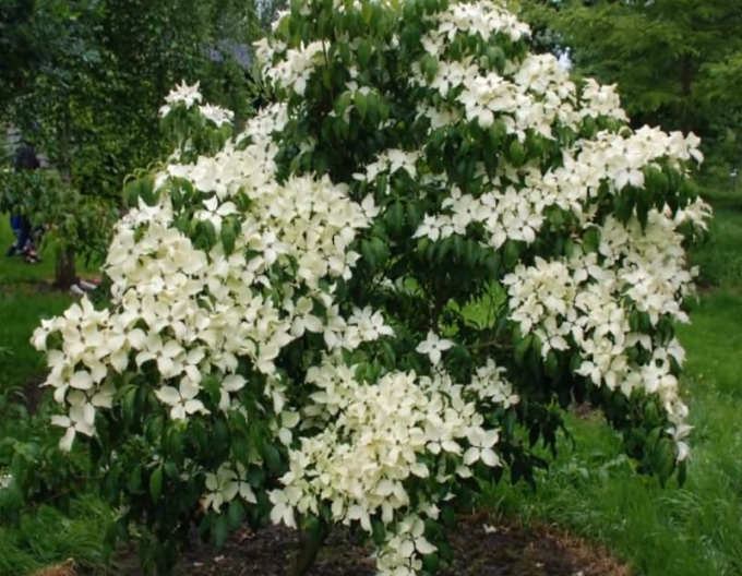 Dřín japonský China Girl