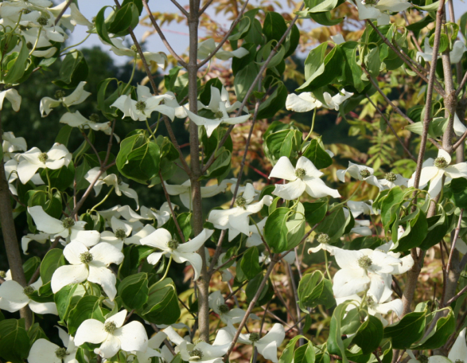 Dřín japonský China Girl