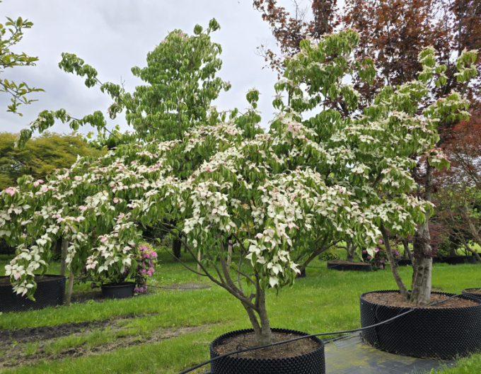 Dřín japonský China Girl