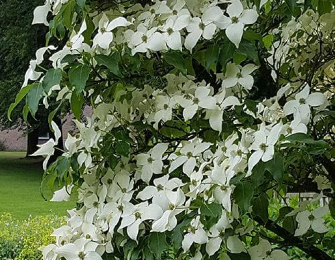 Dřín japonský China Girl