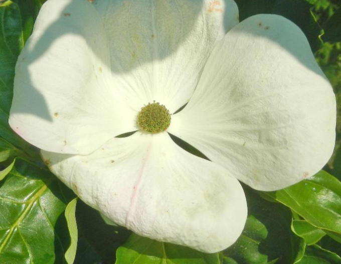 Dřín japonský  Robert Select