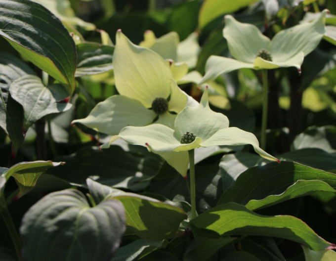 Dřín japonský  Robert Select