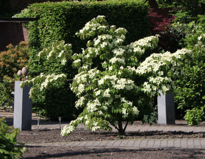 Dřín japonský  Robert Select