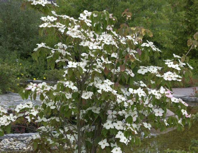 Dřín japonský Teutonia