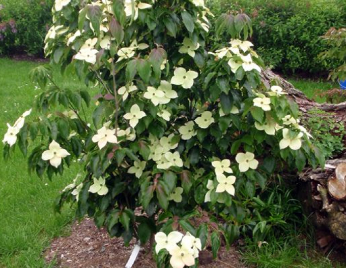 Dřín japonský Teutonia