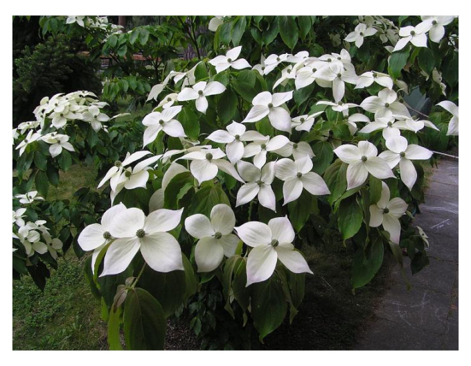 Dřín japonský Teutonia