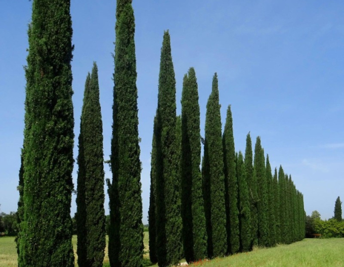 Cypřiš stálezelený