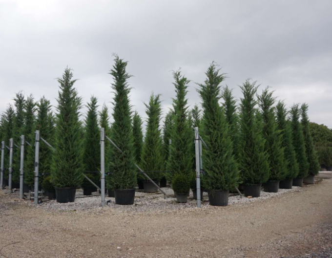 Cypřiš stálezelený