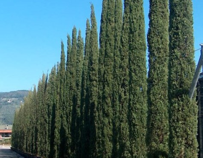 Cypřiš stálezelený