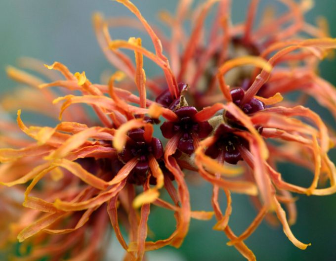 Vilín Orange Beauty