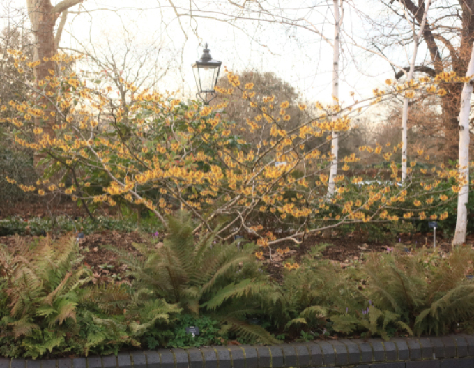 Vilín Orange Beauty